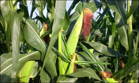 玉米追肥技术